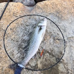 短時間シーバス釣行