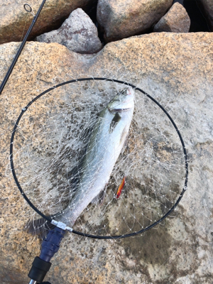 短時間シーバス釣行