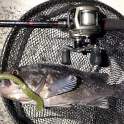 ネコリグとライトゲーム