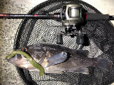 ネコリグとライトゲーム