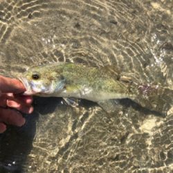 ベイトフィネス入魂！