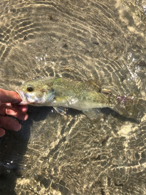 ベイトフィネス入魂！