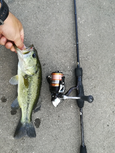 夕マズメラッシュ