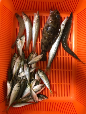 淡路島四人釣行