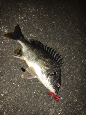 台風後チニング調査