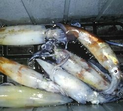 今期初イカメタル