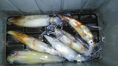 今期初イカメタル