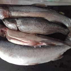 魚の里すぎしま