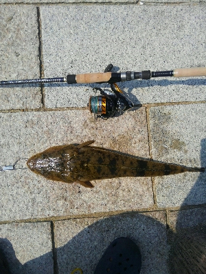 ボーズのがれました