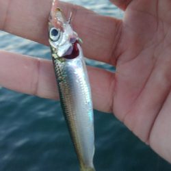 この暑さでゆるい釣り