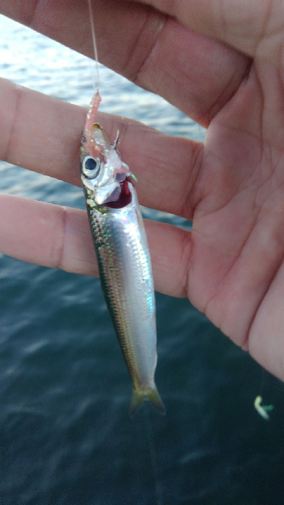 この暑さでゆるい釣り