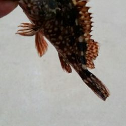 デイライトゲーム