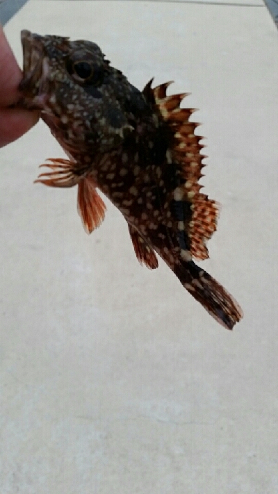 デイライトゲーム