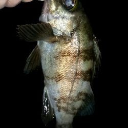 まだ釣れるね～