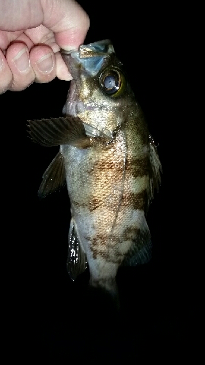 まだ釣れるね～