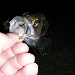 まだまだメバル君