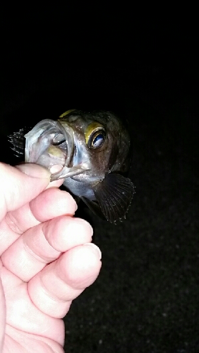 まだまだメバル君