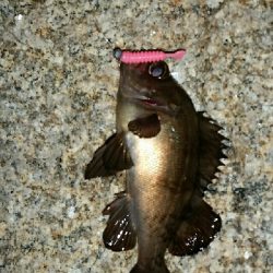 まだまだいるね