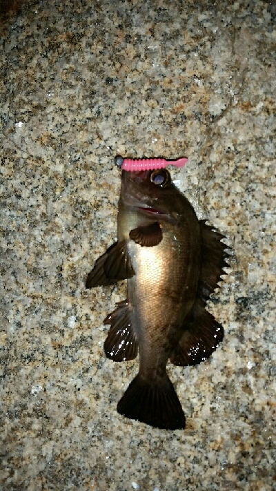 まだまだいるね