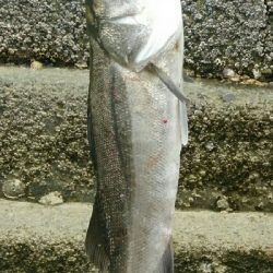 釣り友コラボで全員安打！マゴチ三本、シーバス1本釣果。