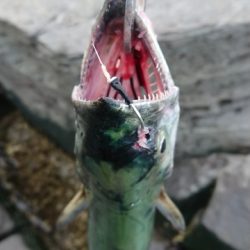 地磯釣行！ヒラマサ、サワラ