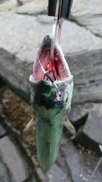 地磯釣行！ヒラマサ、サワラ