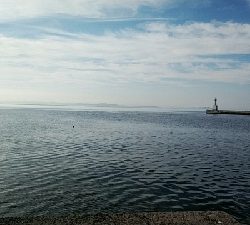 ピンギスばかり