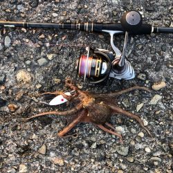 播磨オクトパッシング