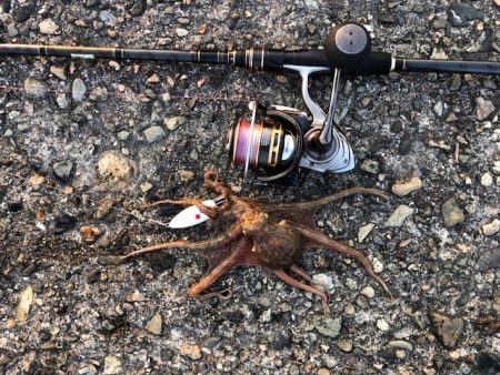 播磨オクトパッシング