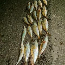 メバルは居なかったけど、代わりが居た