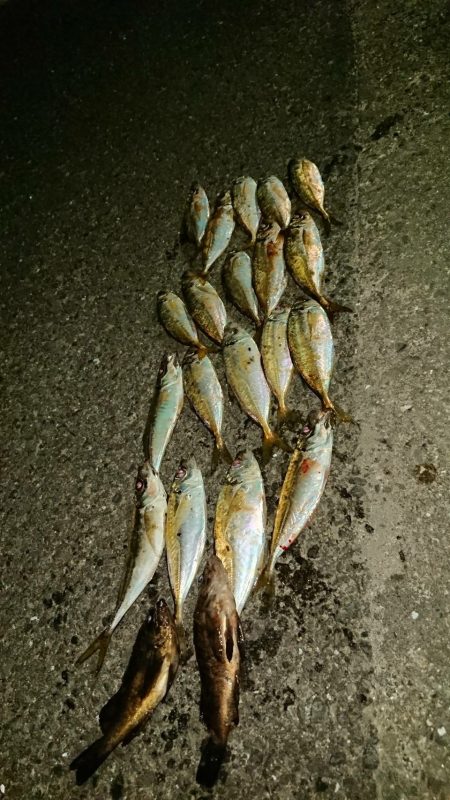 メバルは居なかったけど、代わりが居た