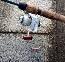 はじめて～の～チヌ♪