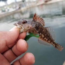 ライトワインド