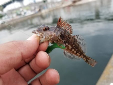 ライトワインド