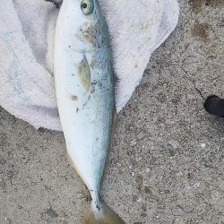 小型青物を求めて