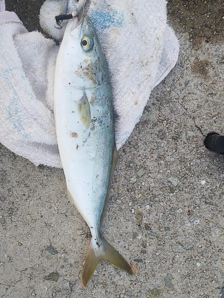 小型青物を求めて