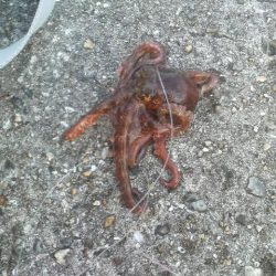 ２年ぶりのタコ釣り