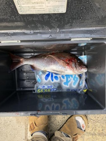 釣れた、