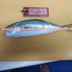 クロダイは簡単に釣れる