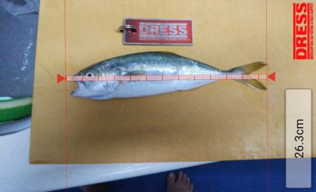 クロダイは簡単に釣れる