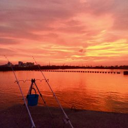 アナゴ釣れてます(^｡^)