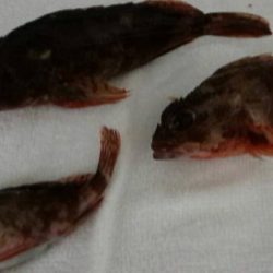 多種の魚が釣れ出しました。サイズは小さいです