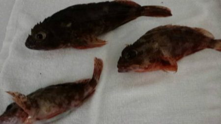 多種の魚が釣れ出しました。サイズは小さいです