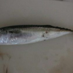本日はカサゴ２匹と太刀魚狙いでの小鯖のみ