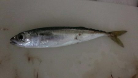 本日はカサゴ２匹と太刀魚狙いでの小鯖のみ