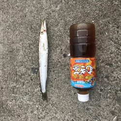 カマスの入れ食い