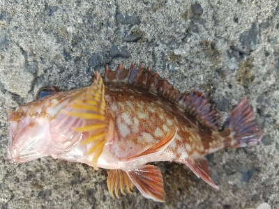 太刀魚釣り　～リベンジマッチ～