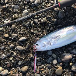 周りがほぼ釣れていない中無双爆釣タイム