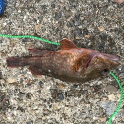 なかなかのサイズ！