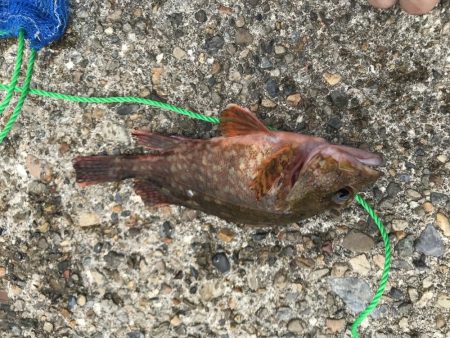 なかなかのサイズ！